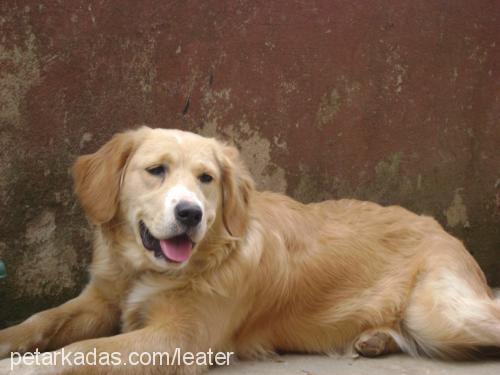 sara Dişi Golden Retriever