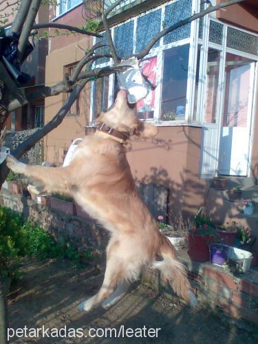 sara Dişi Golden Retriever