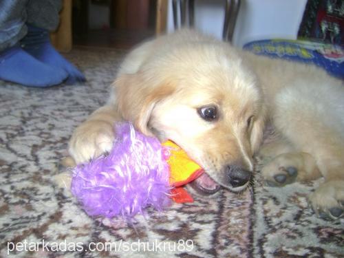 tarçın Erkek Golden Retriever