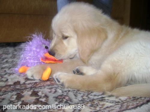 tarçın Erkek Golden Retriever