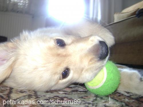 tarçın Erkek Golden Retriever