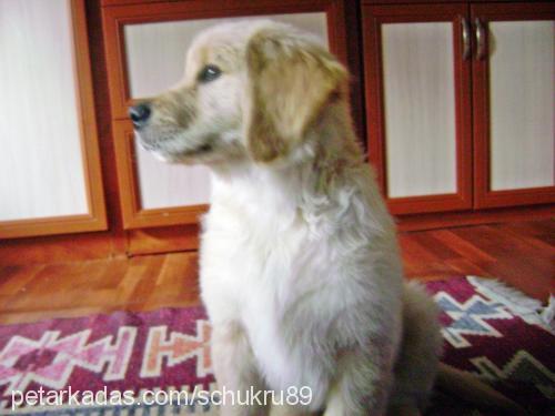 tarçın Erkek Golden Retriever