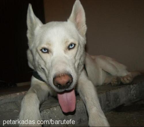 meks Erkek Sibirya Kurdu (Husky)