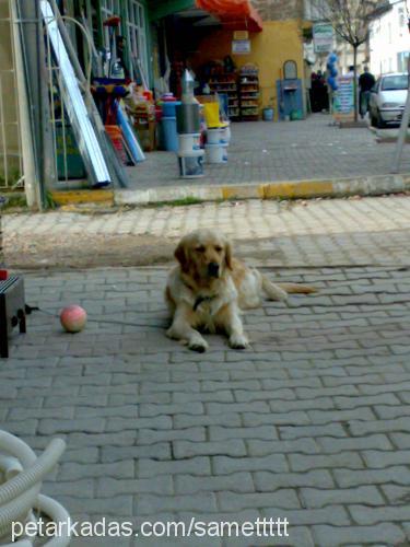 yurka Erkek Golden Retriever