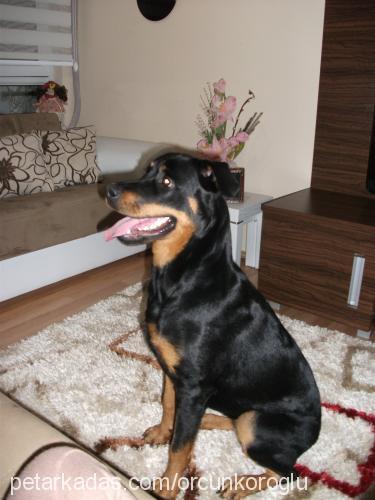 kızım Dişi Rottweiler