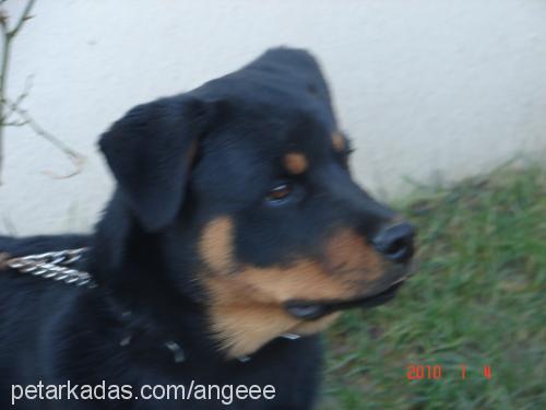 oğul Erkek Rottweiler