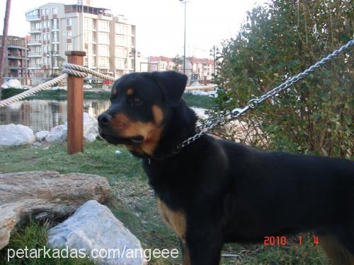 oğul Erkek Rottweiler