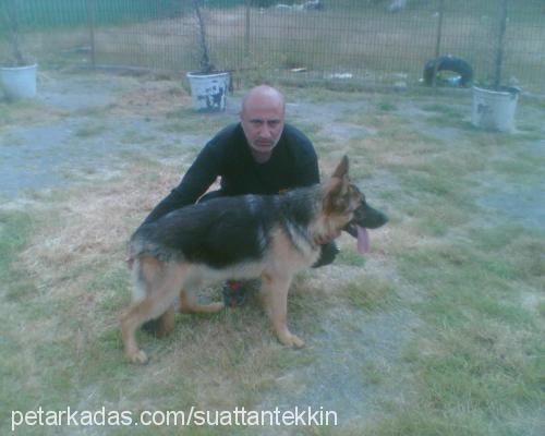 rİogrande Dişi Alman Çoban Köpeği