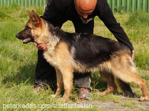 rİogrande Dişi Alman Çoban Köpeği