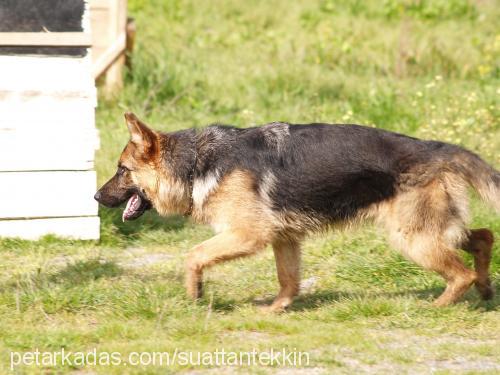 rİogrande Dişi Alman Çoban Köpeği