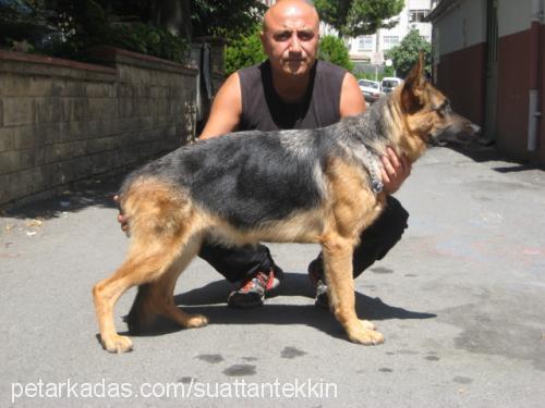 rİogrande Dişi Alman Çoban Köpeği