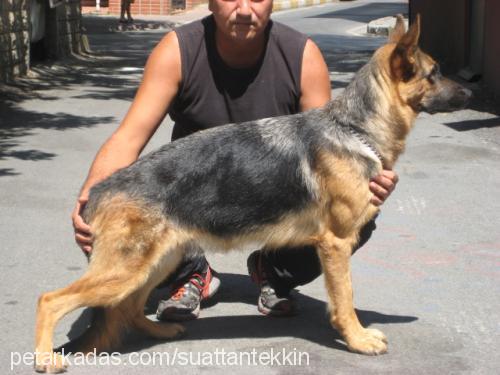 rİogrande Dişi Alman Çoban Köpeği