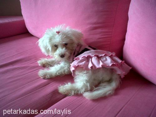 laila Dişi Poodle (Minyatür Kaniş)