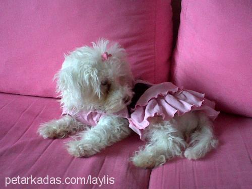 laila Dişi Poodle (Minyatür Kaniş)