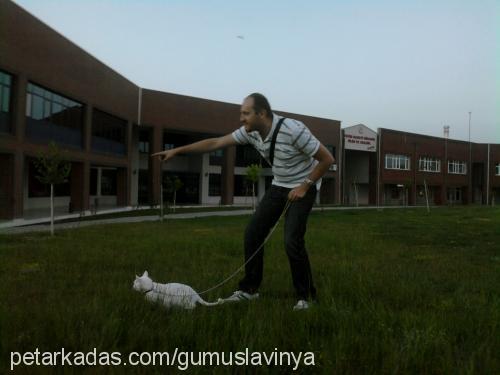 gÜmÜŞ Dişi Ankara Kedisi (Angora)