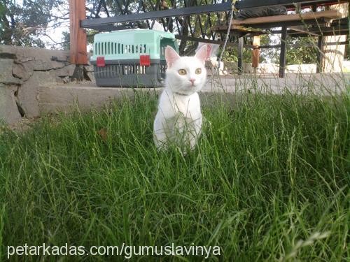 gÜmÜŞ Dişi Ankara Kedisi (Angora)