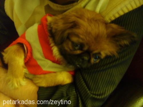 zeytino Dişi Tibetli Spaniel