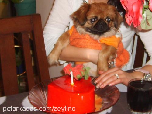 zeytino Dişi Tibetli Spaniel