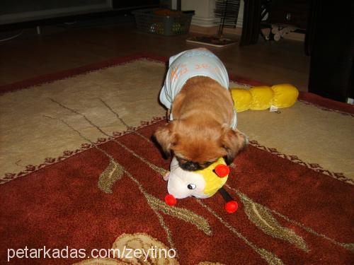 zeytino Dişi Tibetli Spaniel