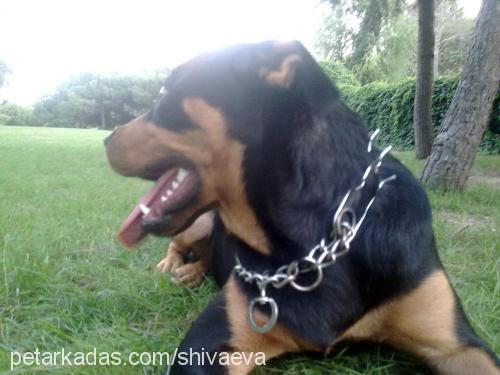 eva Dişi Rottweiler