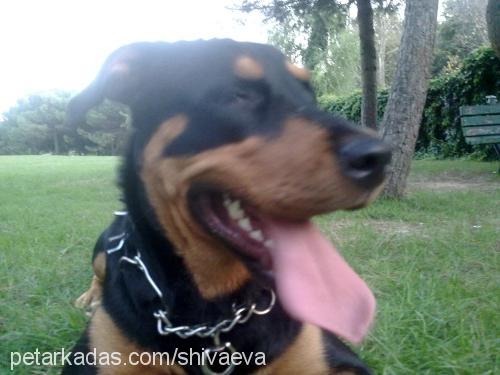 eva Dişi Rottweiler