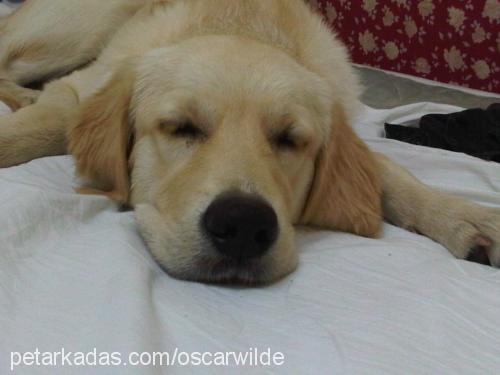 oscar Erkek Golden Retriever