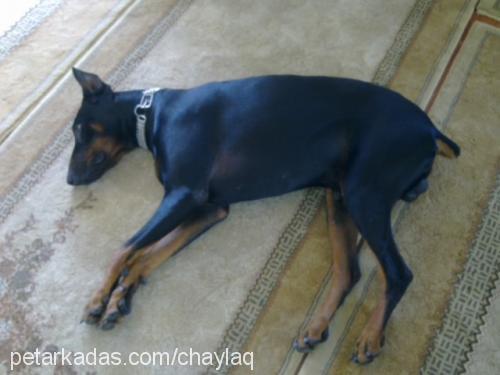 paşa Erkek Doberman Pinscher