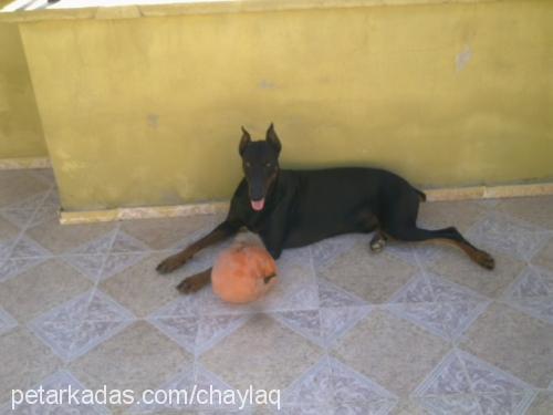 paşa Erkek Doberman Pinscher