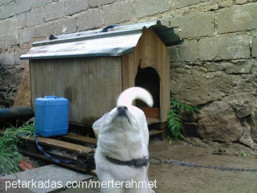 papİŞ Dişi Sibirya Kurdu (Husky)