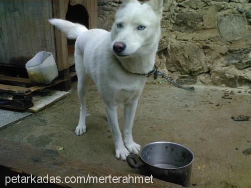 papİŞ Dişi Sibirya Kurdu (Husky)