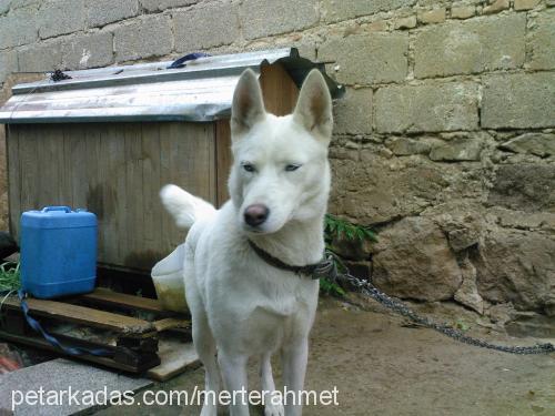 papİŞ Dişi Sibirya Kurdu (Husky)