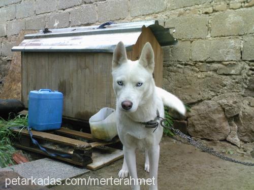 papİŞ Dişi Sibirya Kurdu (Husky)