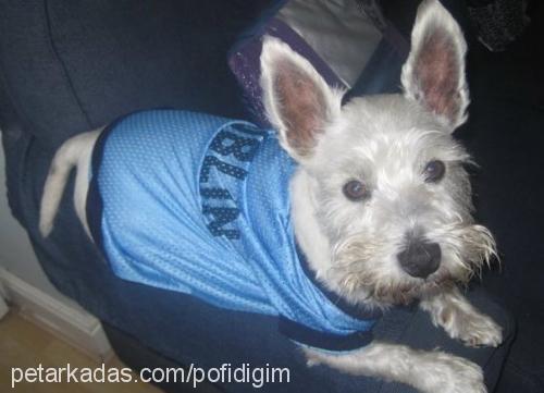 pofidik Erkek West Highland White Terrier