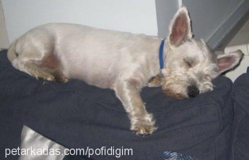 pofidik Erkek West Highland White Terrier