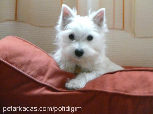 pofidik Erkek West Highland White Terrier