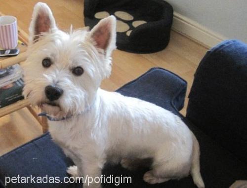 pofidik Erkek West Highland White Terrier