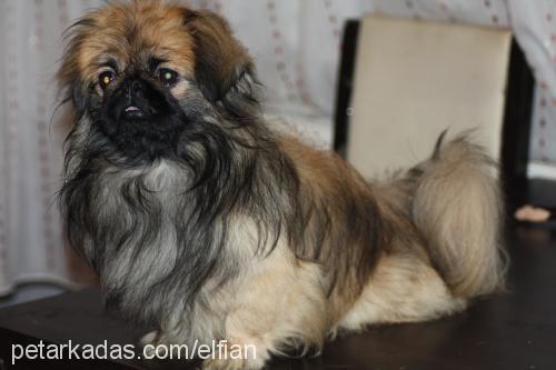 orca Erkek Pekingese