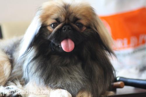 orca Erkek Pekingese