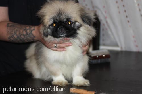 orca Erkek Pekingese