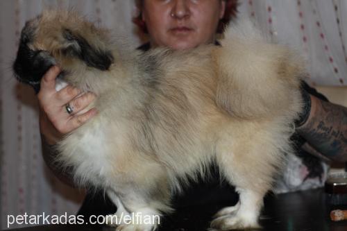 orca Erkek Pekingese