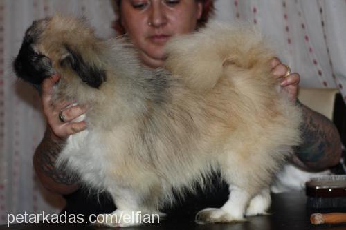 orca Erkek Pekingese