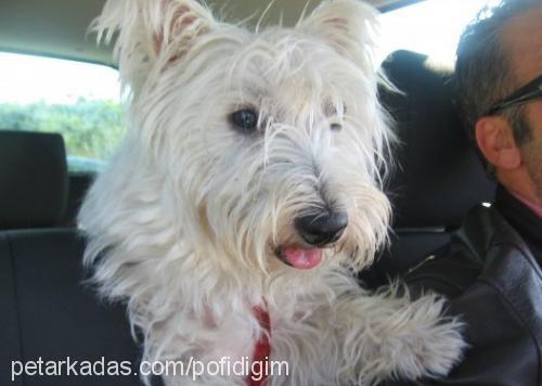 pofidik Erkek West Highland White Terrier