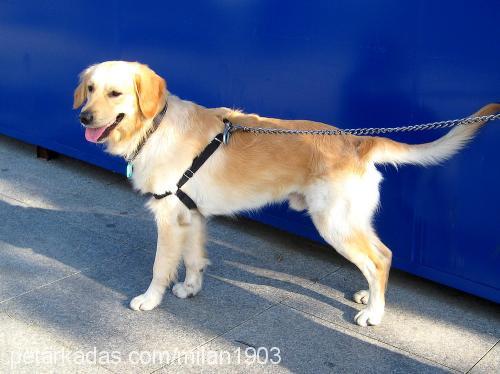 milan Erkek Golden Retriever