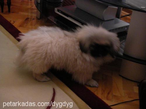 whisky Erkek Pekingese