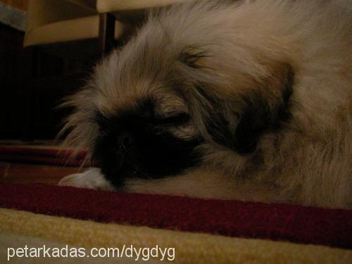 whisky Erkek Pekingese