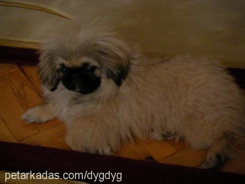 whisky Erkek Pekingese