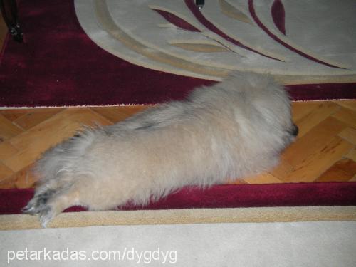 whisky Erkek Pekingese