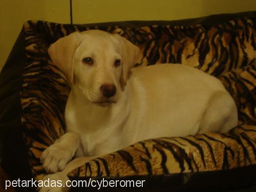 joker Erkek Labrador Retriever