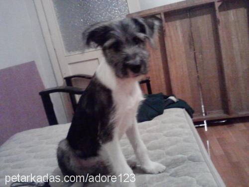 paşa Erkek Fox Terrier (Wire)