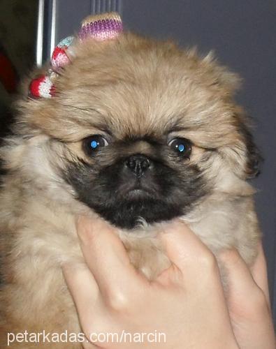 tarçın Dişi Pekingese